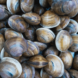 Almejas